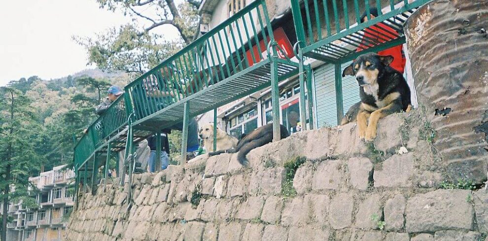 Peaceful mountain town of Dharamshala