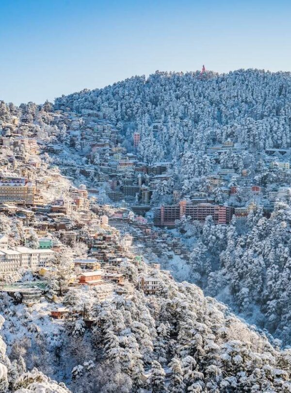 Snow-covered rooftops and pine trees in Shimla during winter